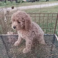 Summer, a female Cockapoo for sale in Waco, TX – 4 of 4