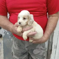Rain, a male Cocker Spaniel for sale in Waco, TX – 2 of 3