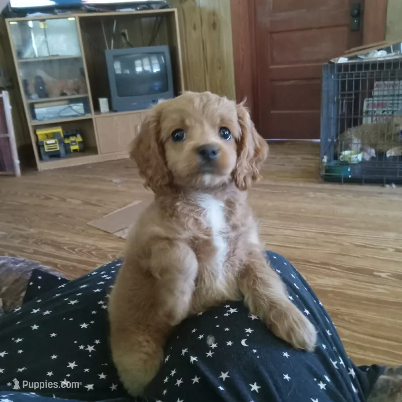 River – Cocker Spaniel, Poodle - Toy  puppy for sale in Waco, TX