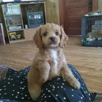 River, a female Cocker Spaniel and Poodle - Toy  for sale in Waco, TX – 1 of 4