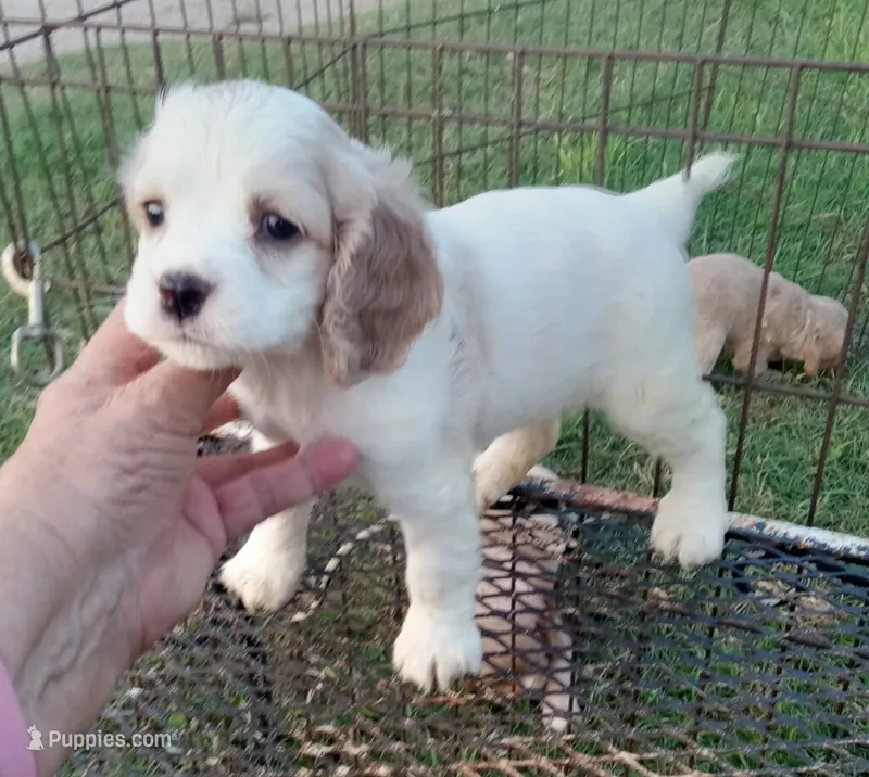 Summer – Cocker Spaniel puppy for sale in Waco, TX