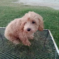 Jasper, a male Maltipoo for sale in Waco, TX – 2 of 6