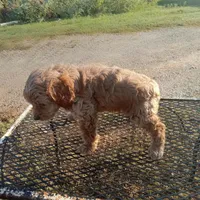 Creek, a male Cockapoo for sale in Waco, TX – 3 of 8