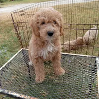 Wind, a male Cockapoo for sale in Waco, TX – 2 of 7
