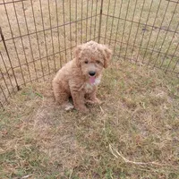 Wind, a male Cockapoo for sale in Waco, TX – 7 of 7