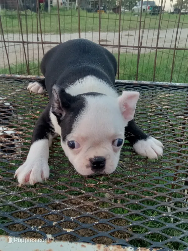 Patches – Boston Terrier puppy for sale in Waco, TX
