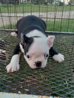 Patches, a female Boston Terrier for sale in Waco, TX – 1 of 7