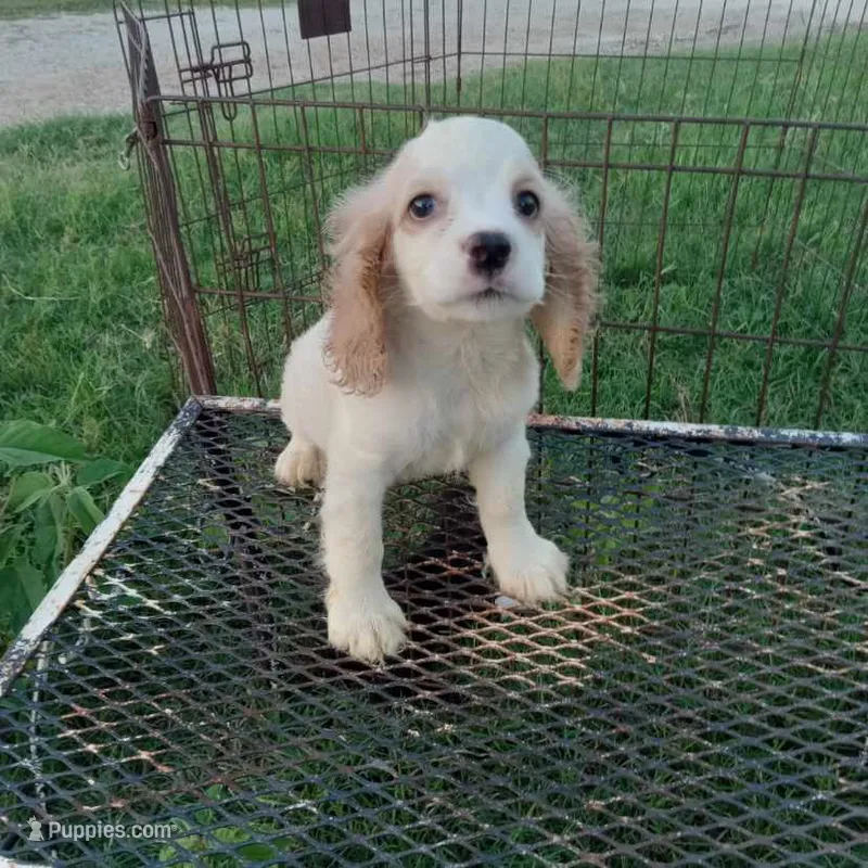 Summer – Cocker Spaniel puppy for sale in Waco, TX