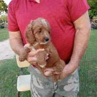 Rain, a male Cockapoo for sale in Waco, TX – Photo 3 of 6