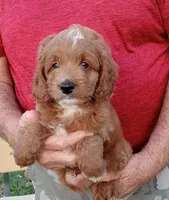 Rain, a male Cockapoo for sale in Waco, TX – Photo 1 of 6