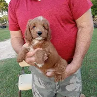 Rain, a male Cockapoo for sale in Waco, TX – Photo 5 of 6