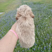 Lightning, a male Cockapoo for sale in Waco, TX – Photo 2 of 5