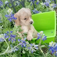 Lightning, a male Cockapoo for sale in Waco, TX – Photo 3 of 5