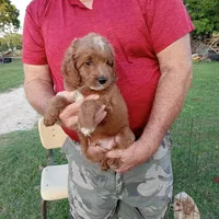 Rain, a male Cockapoo for sale in Waco, TX – Photo 4 of 6