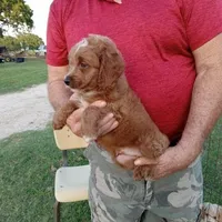 Rain, a male Cockapoo for sale in Waco, TX – Photo 2 of 6