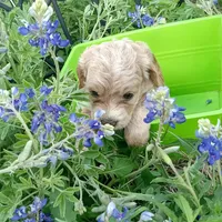 Lightning, a male Cockapoo for sale in Waco, TX – Photo 4 of 5