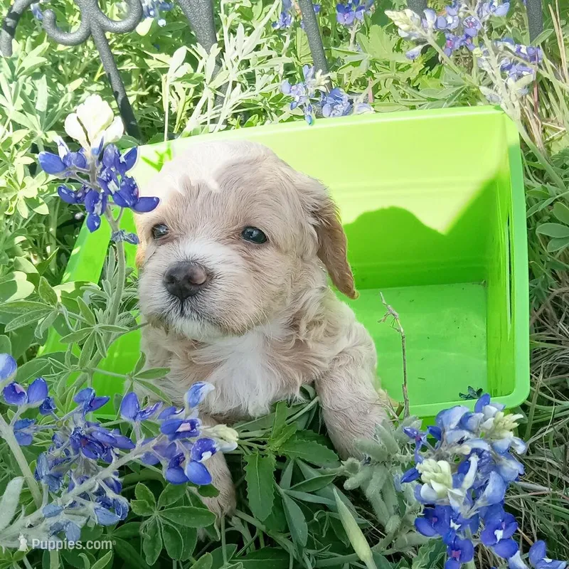 Lightning – Cockapoo puppy for sale in Waco, TX