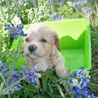 Lightning, a male Cockapoo for sale in Waco, TX – Photo 1 of 5
