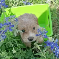 Lightning, a male Cockapoo for sale in Waco, TX – Photo 5 of 5