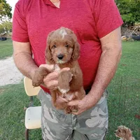 Rain, a male Cockapoo for sale in Waco, TX – Photo 6 of 6