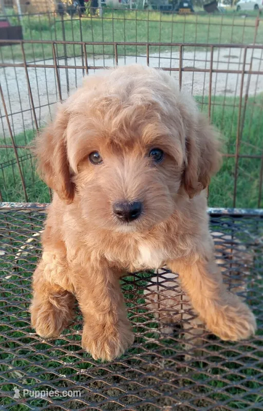 Saddles – Maltipoo puppy for sale in Waco, TX