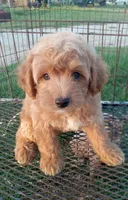 Saddles, a male Maltipoo for sale in Waco, TX – 1 of 6