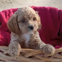 Creek, a male Cockapoo for sale in Waco, TX – 7 of 8