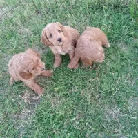 Cowgirl, a female Cockapoo for sale in Waco, TX – Photo 7 of 7