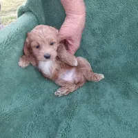 Cowgirl, a female Cockapoo for sale in Waco, TX – Photo 2 of 7
