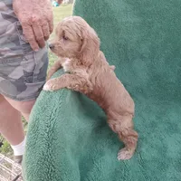 Cowgirl, a female Cockapoo for sale in Waco, TX – Photo 4 of 7