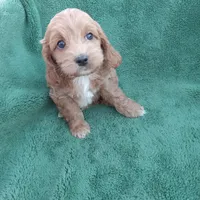 Cowgirl, a female Cockapoo for sale in Waco, TX – Photo 1 of 7