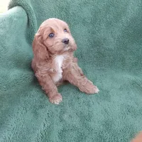 Cowgirl, a female Cockapoo for sale in Waco, TX – Photo 5 of 7