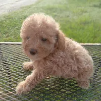 Rosebud, a female Poodle - Toy  for sale in Waco, TX – 6 of 6
