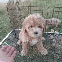 Sky, a female Cockapoo for sale in Waco, TX – 2 of 3