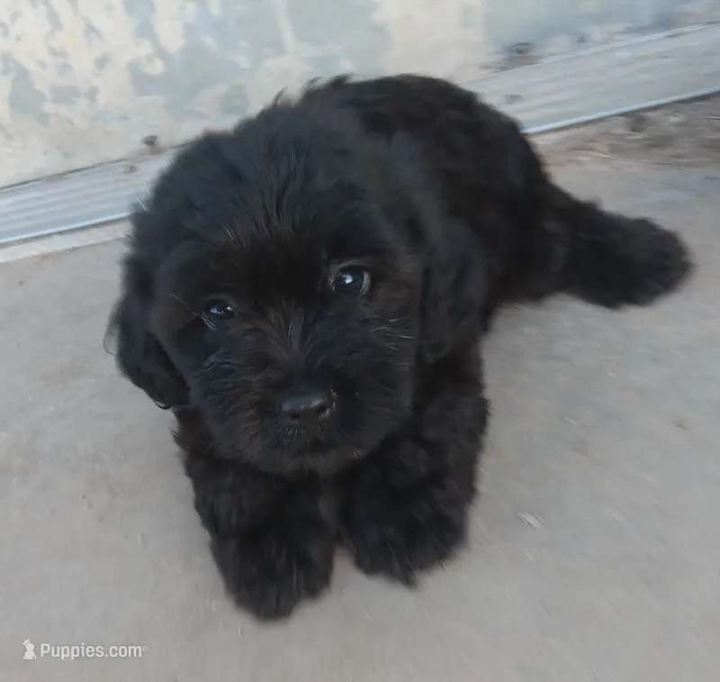 Cole – Cockapoo puppy for sale in Waco, TX