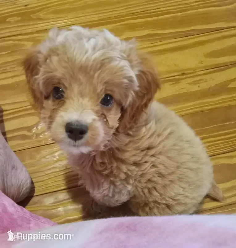 Spring – Cockapoo puppy for sale in Waco, TX