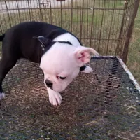 Patches, a female Boston Terrier for sale in Waco, TX – 5 of 6