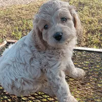 Lake, a male Cockapoo for sale in Waco, TX – 3 of 8
