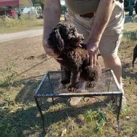 Cocoa, a male Cockapoo for sale in Waco, TX – 3 of 7