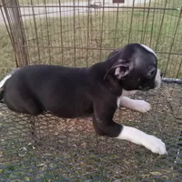 Stockings, a female Boston Terrier for sale in Waco, TX – 6 of 6