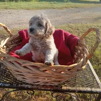 Lake, a male Cockapoo for sale in Waco, TX – 5 of 8