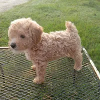 Stetson, a male Poodle - Toy  for sale in Waco, TX – 2 of 5
