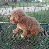 Lariet, a male Maltipoo for sale in Waco, TX – 4 of 6