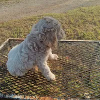 Lake, a male Cockapoo for sale in Waco, TX – 8 of 8