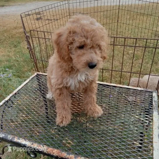 Wind – Cockapoo puppy for sale in Waco, TX