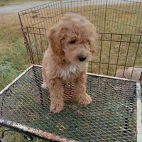 Wind, a male Cockapoo for sale in Waco, TX – 1 of 7