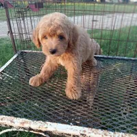 Saddles, a male Maltipoo for sale in Waco, TX – 3 of 6