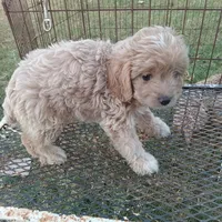Lightning, a male Cockapoo for sale in Waco, TX – 3 of 4