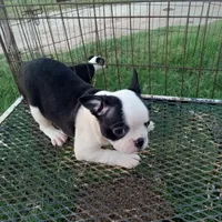 Flashie, a female Boston Terrier for sale in Waco, TX – 3 of 6