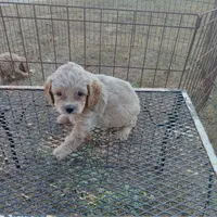 Spring, a female Cockapoo for sale in Waco, TX – 6 of 8